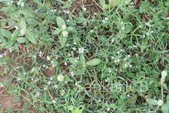 Oldenlandia umbellata